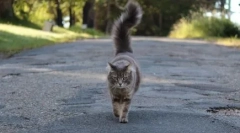 Znaki tolmačenja: kaj se bo zgodilo, če ste potrkali mačko z avtomobilom